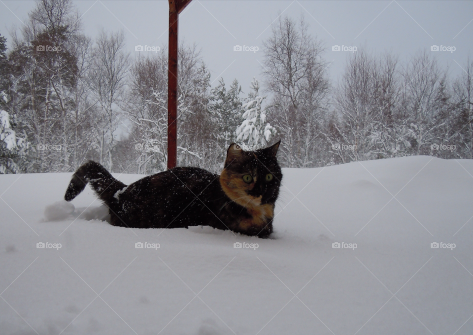 snow winter cat katt by MagnusPm