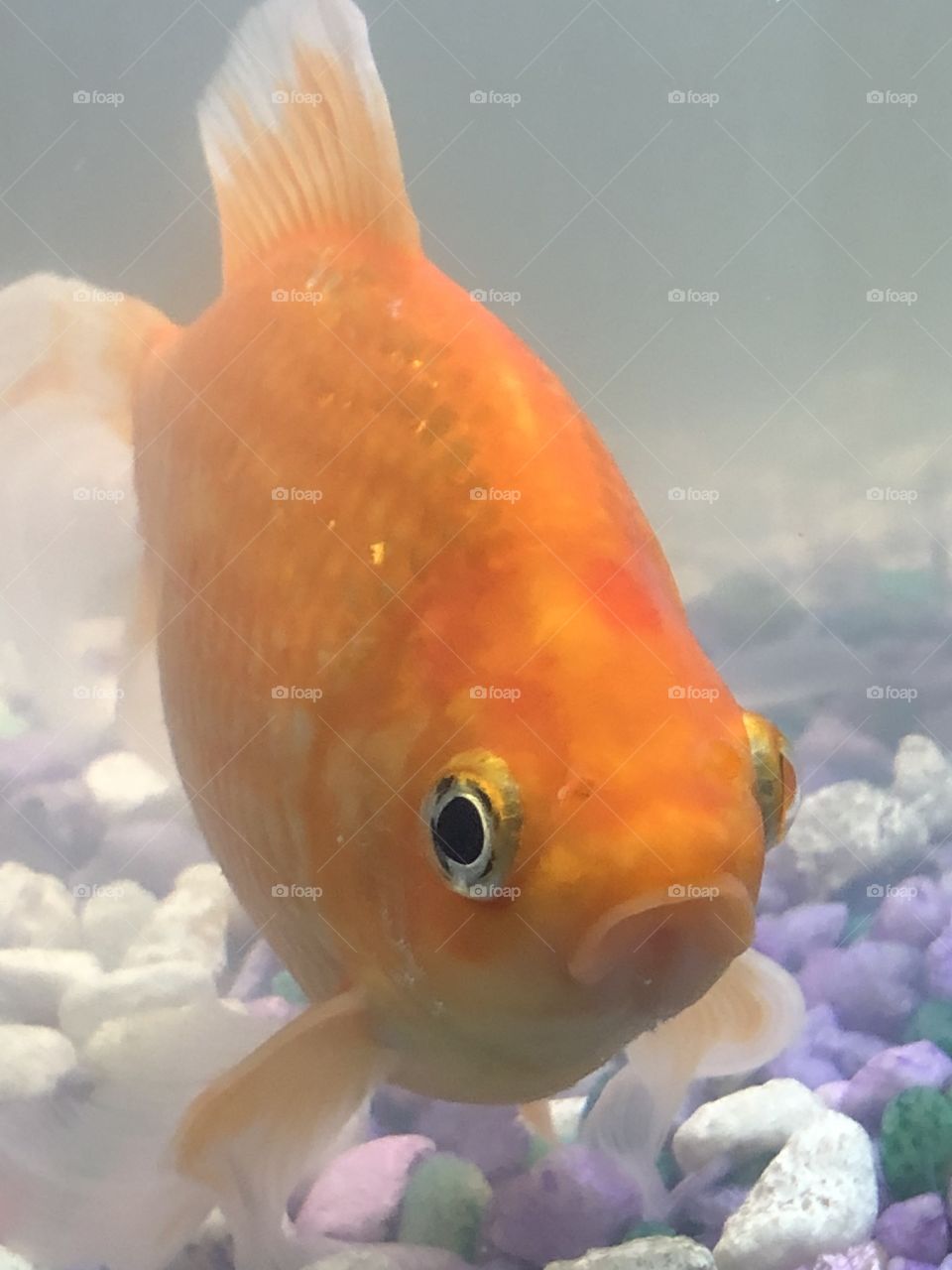 The cutest goldfish