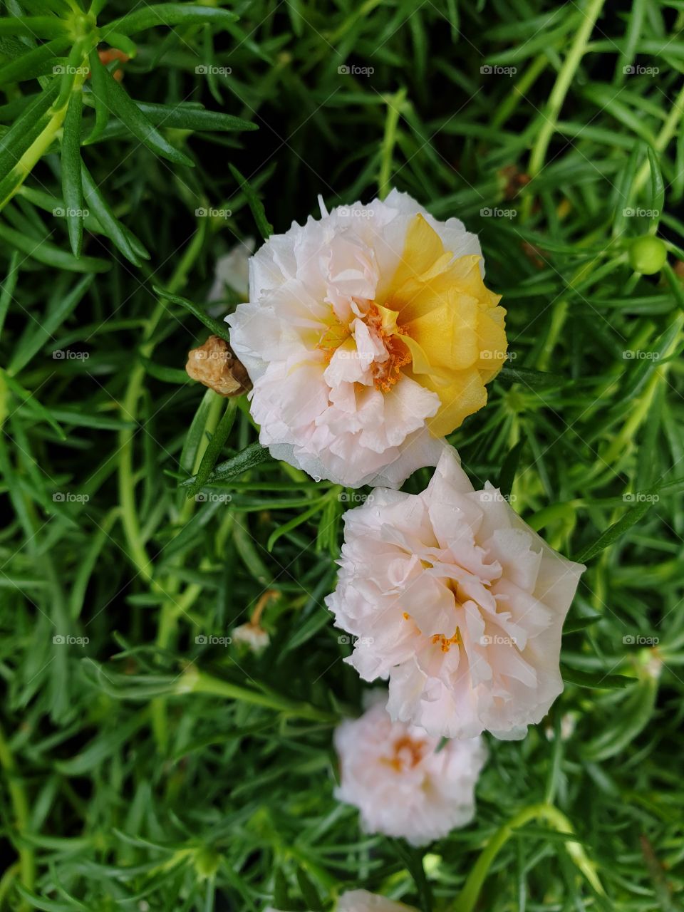 the Portulaca Grandiflora