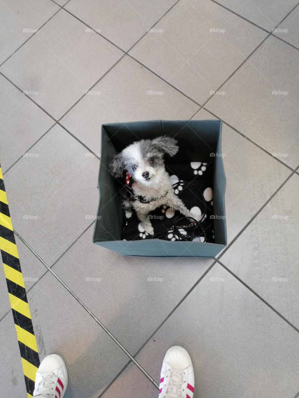 Poodle in a Box