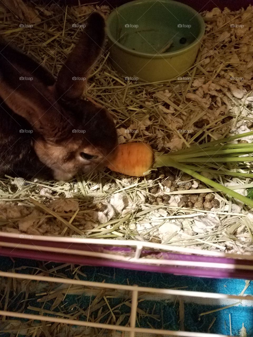 soft rabbit eating a carrot fresh garden carrot