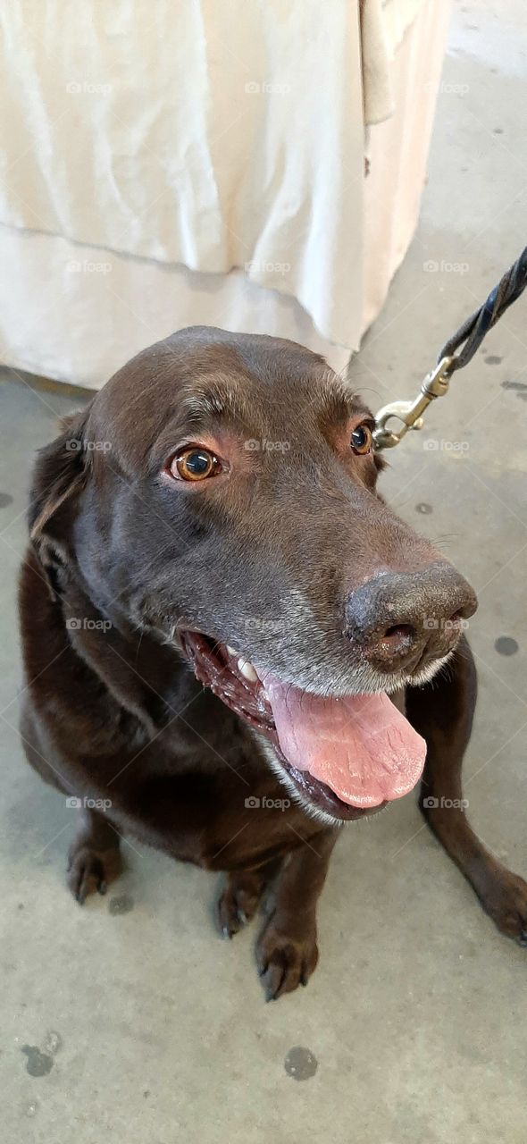this is Otis 8 year old Lab smiling