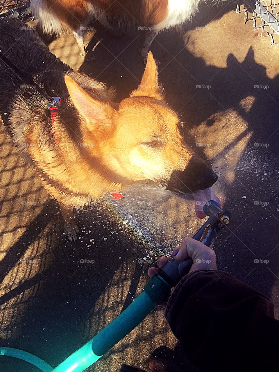She loves the hose!