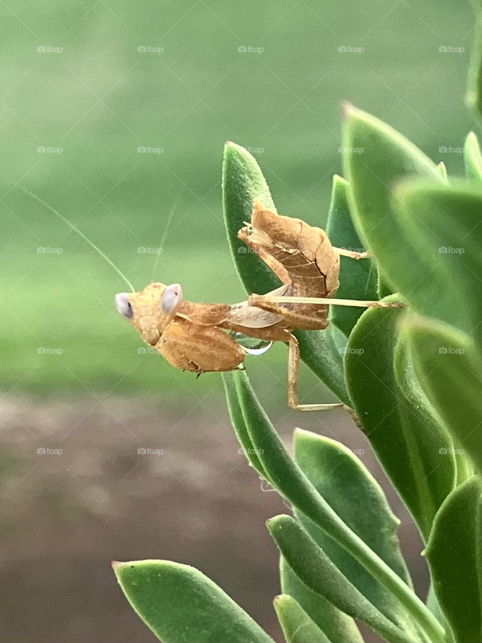 Small manta watching you