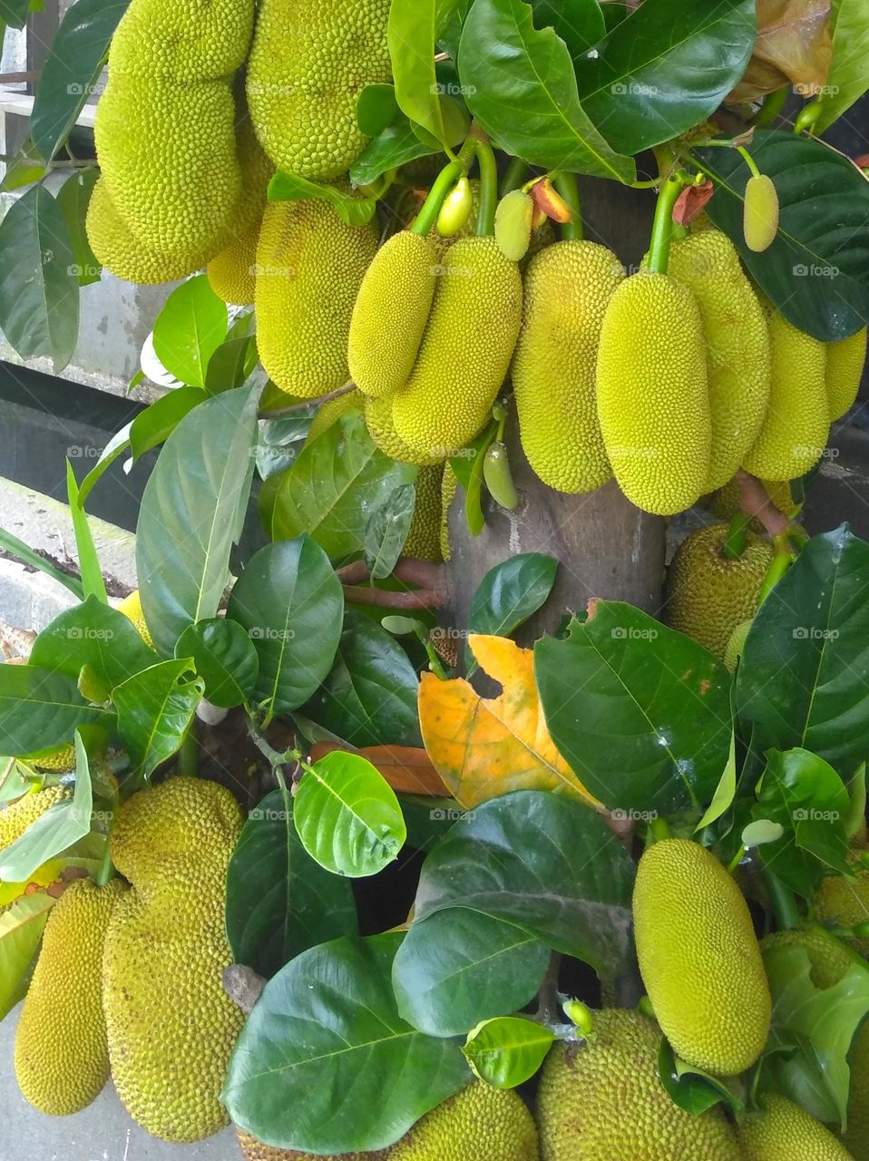 Fresh jackfruit on tree