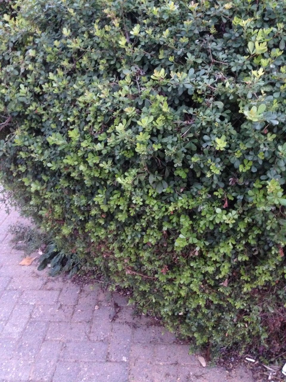 Green bush 