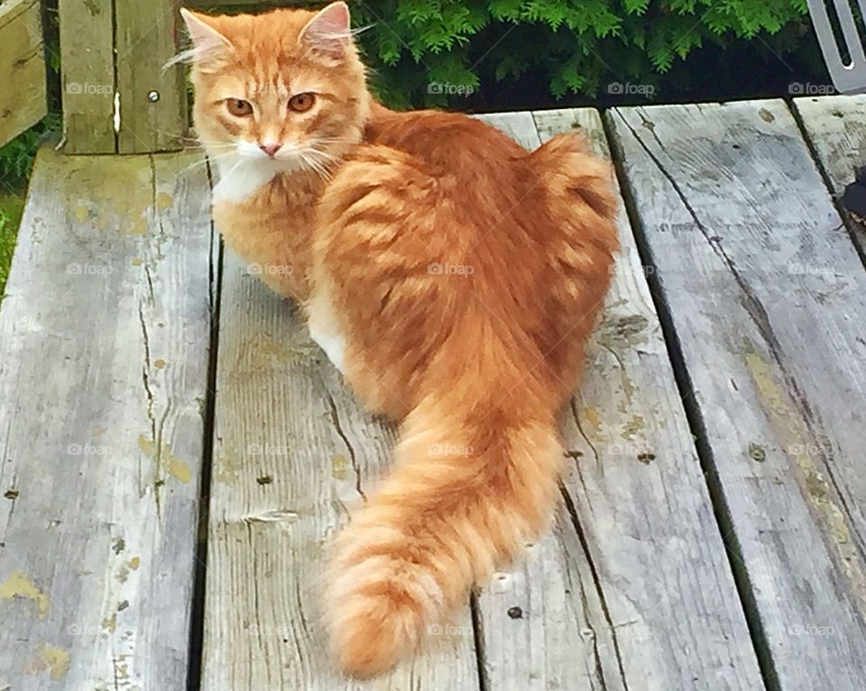 Golden coloured cat