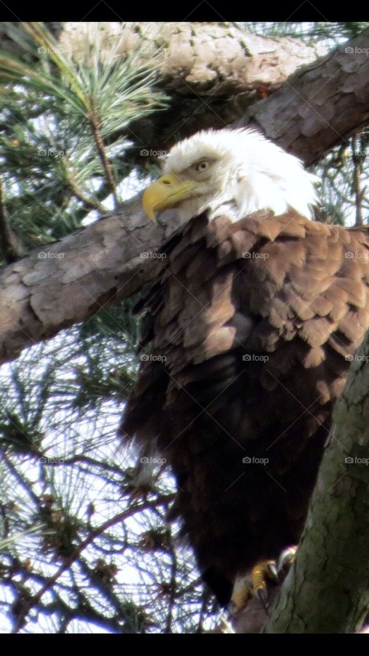 Shiloh eagle