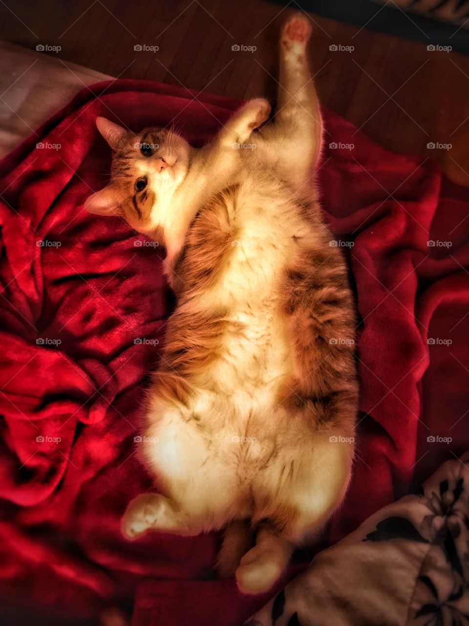 Lazy cat sleeping on red blanket