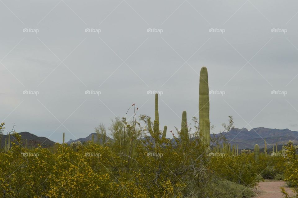 Landscape, Sky, No Person, Cactus, Nature