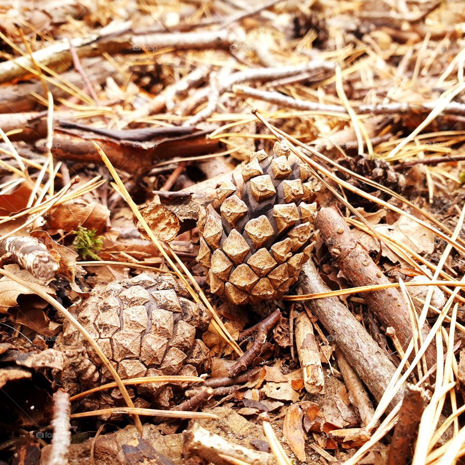 Pine cone in the woods