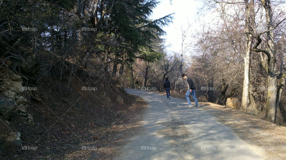 Tree, Landscape, Winter, Road, Wood