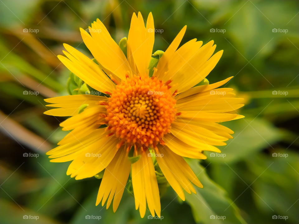 Desert sunflower on the field in summertime