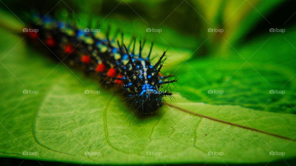 beautiful leaf caterpillar