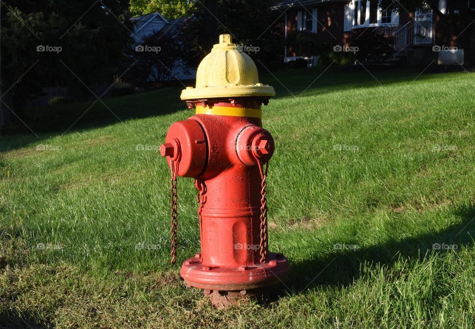 Fire hydrant: either a fireman’s or dog’s best friend. 