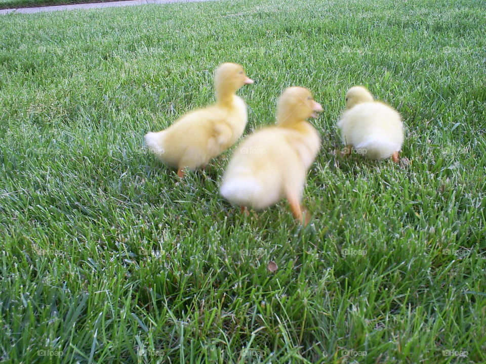 Ducklings