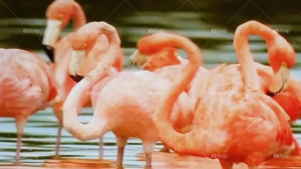 flamingo