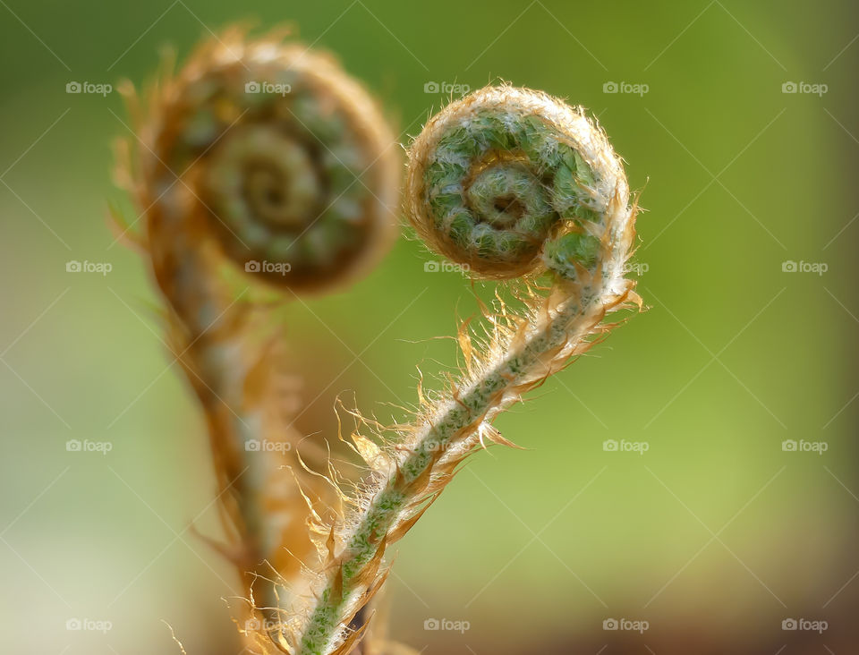 Heart shaped plant