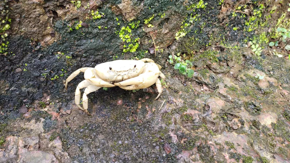 🦀 Crab