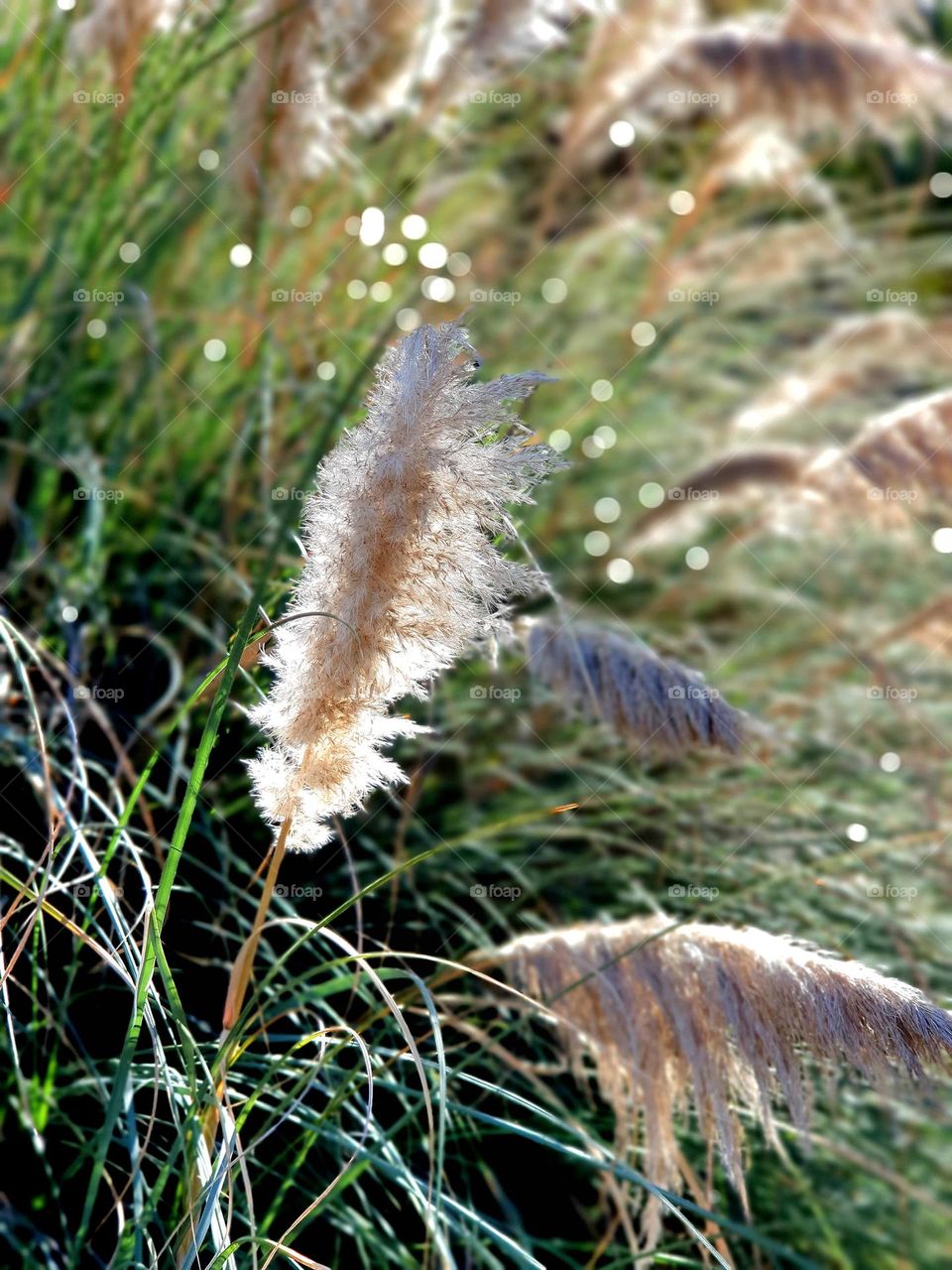 plants - pampass grass- closeup