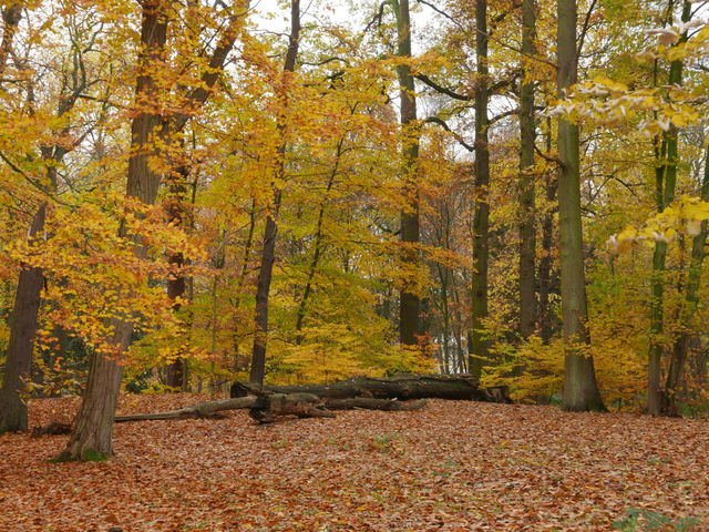 Autumn in Belgium.