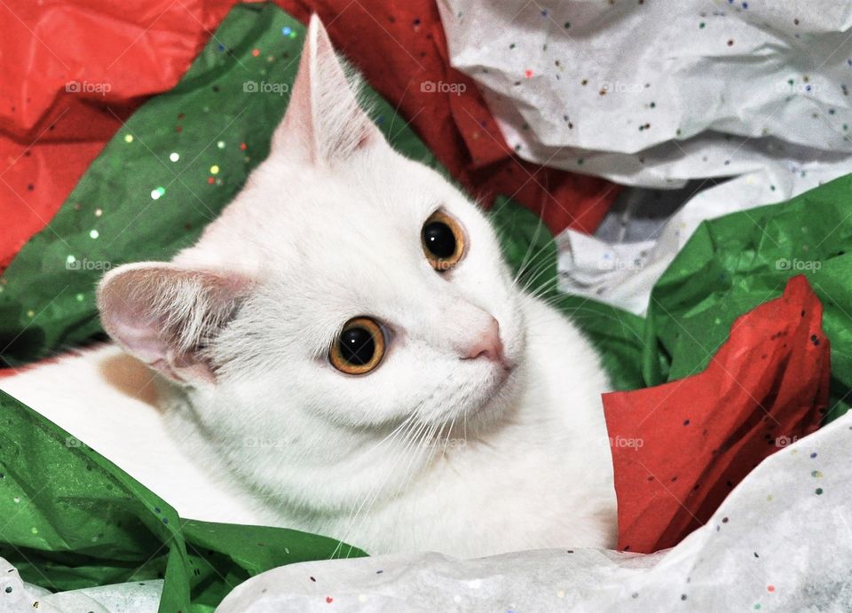 Christmas with our pets, cat in wrapping paper