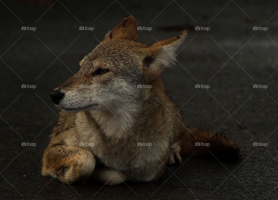 Coyote posing