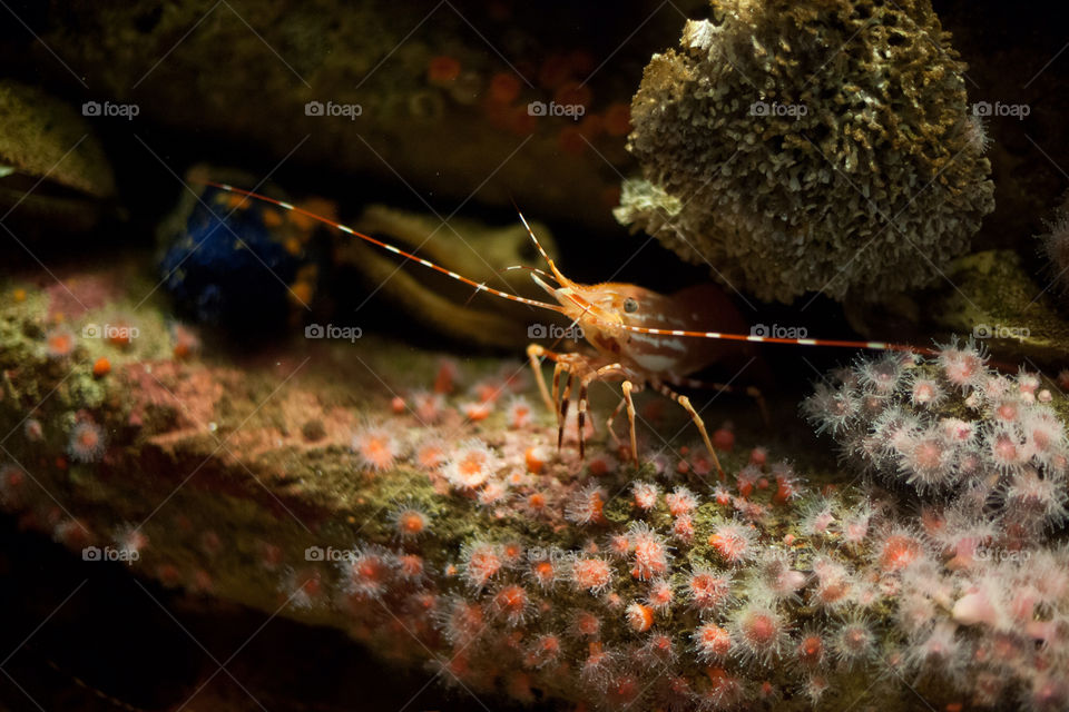 ocean fish sea life by gene916