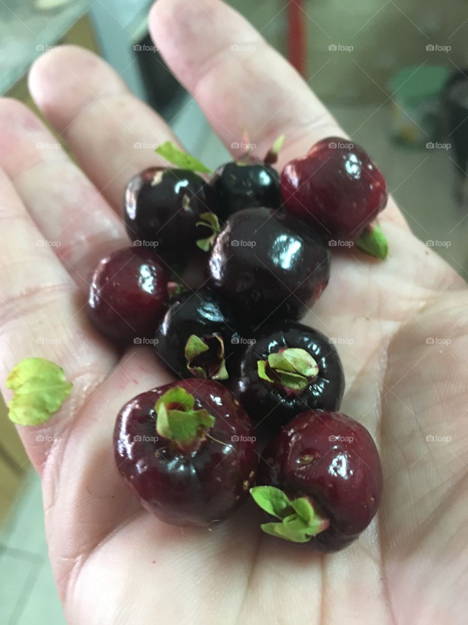 FOAP MISSIONS - Odd Numbers! 🇺🇸 The 9 cherries are beautiful and I imagine they are tasty.  Live nature and our orchard. / 🇧🇷 As 9 cerejas estão lindas e imagino que saborosas. Viva a natureza e nosso pomar.