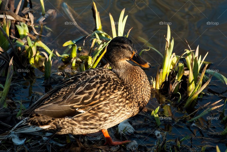 Bird, Duck, Wildlife, Pool, Poultry