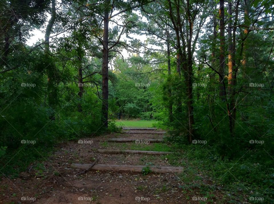 trees forrest wedding camp by alyssah