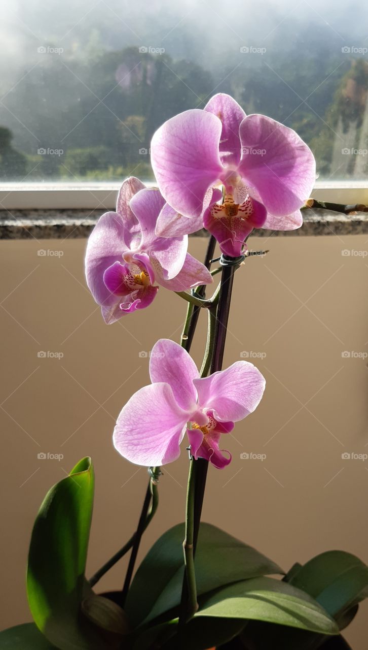 Frágil e delicada orquídea, beleza que contrasta com a manhã de neblina fria.
