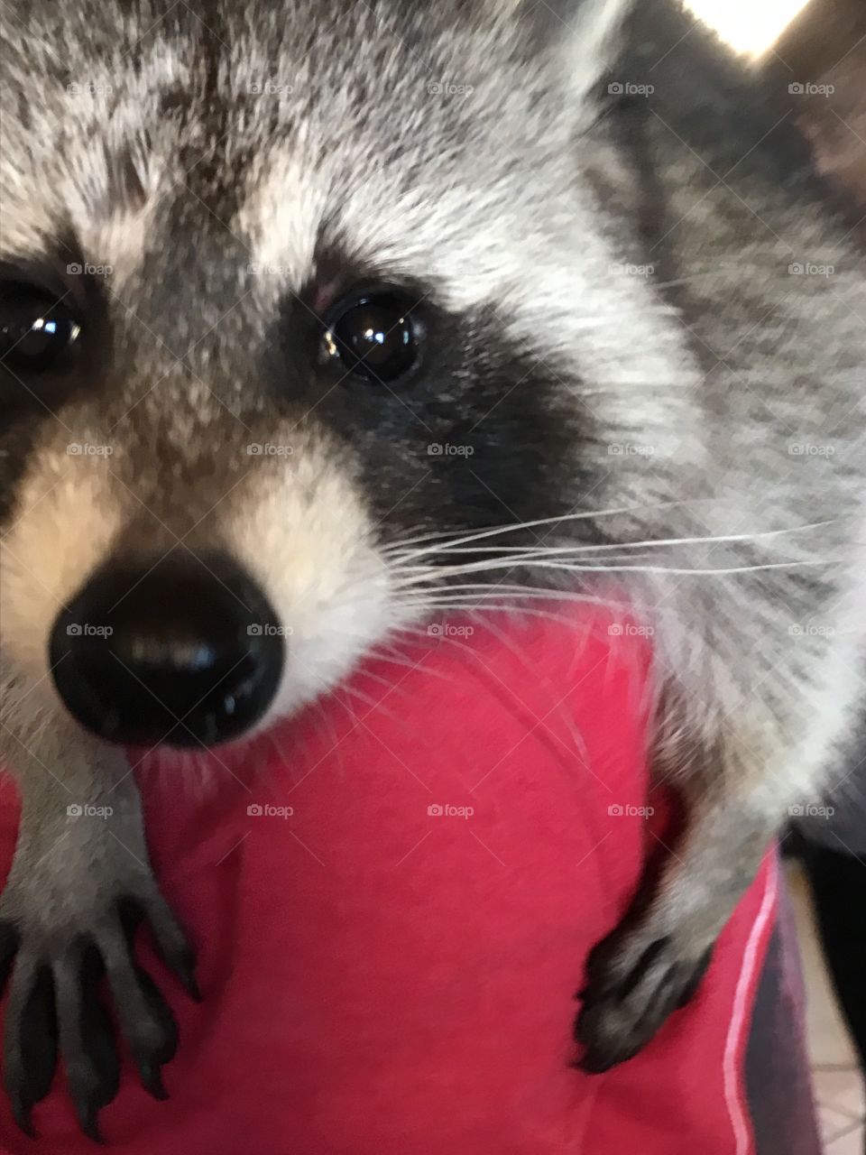 Closeup of a raccoon's face