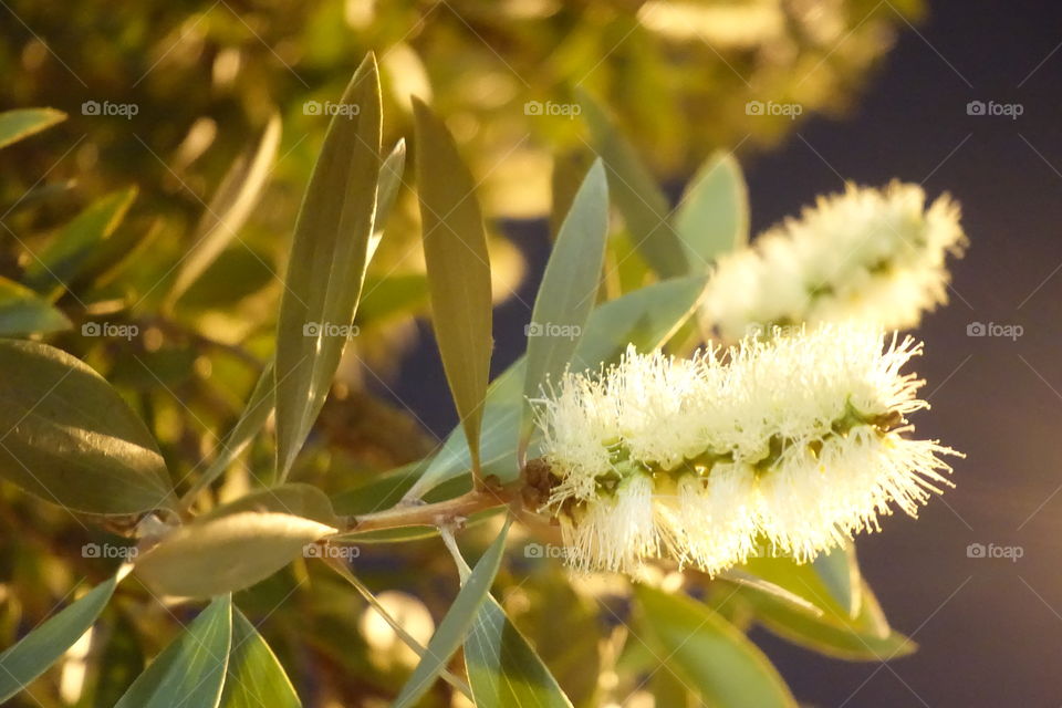 White bottlebrushes with streetlight at night.