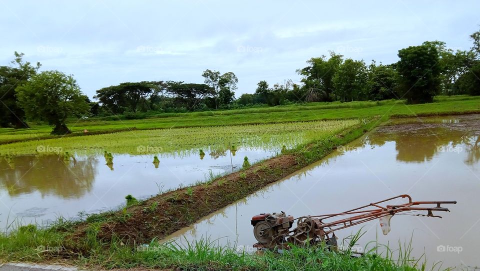 farm river rice field sky