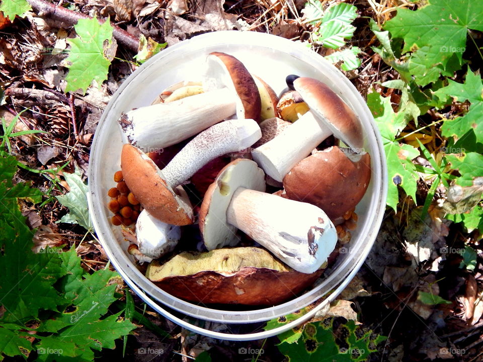 Bucket with amazing collect of mushrooms