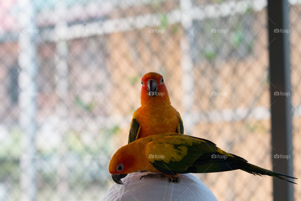 Bird on the head