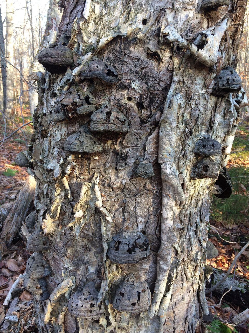 Dead tree covered in mushrooms 