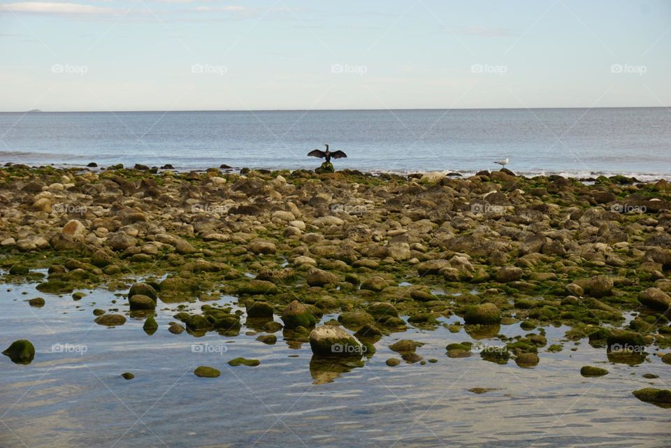 Sea#stones#birds#seagull#sky