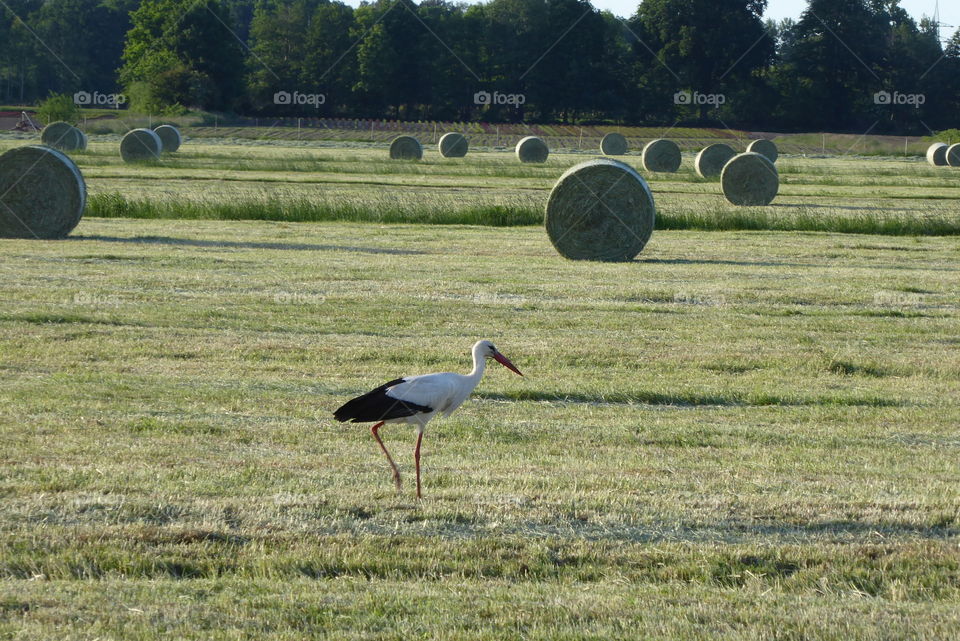 Stork 