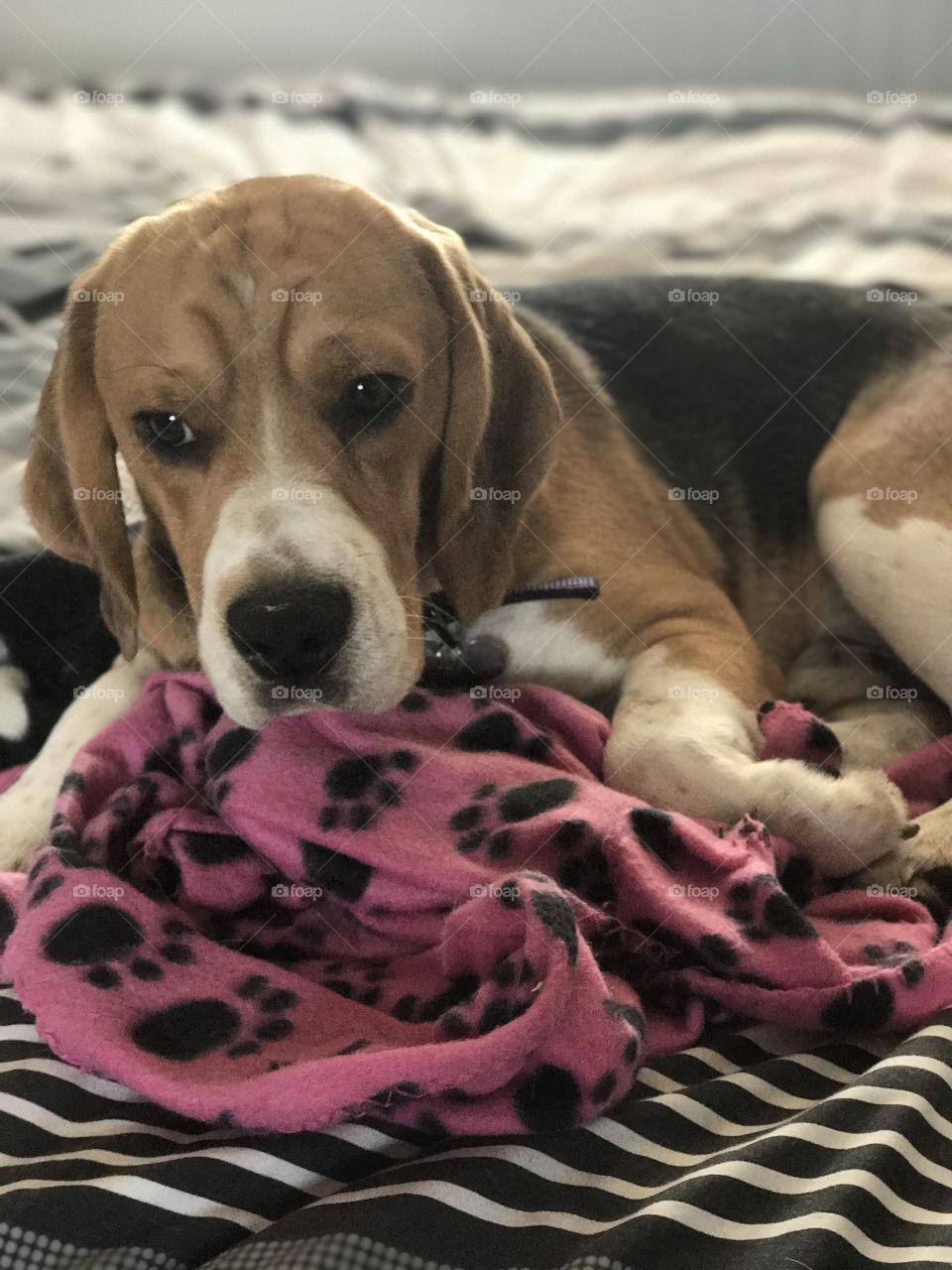 Relaxing male beagle 