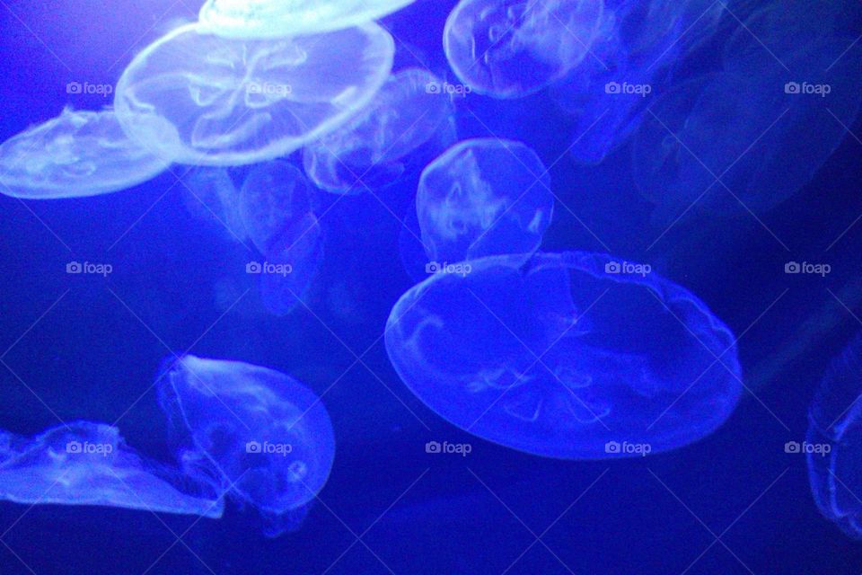 Light up the Moon. Moon jellyfish in a tank.