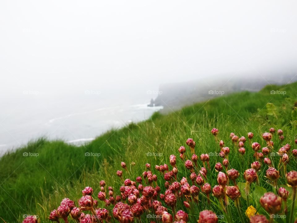 flowers and cliffs