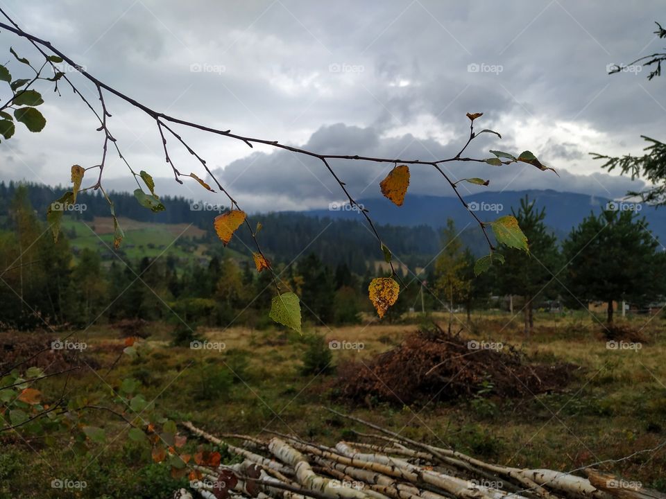 The branch with colourful autumn leaves
