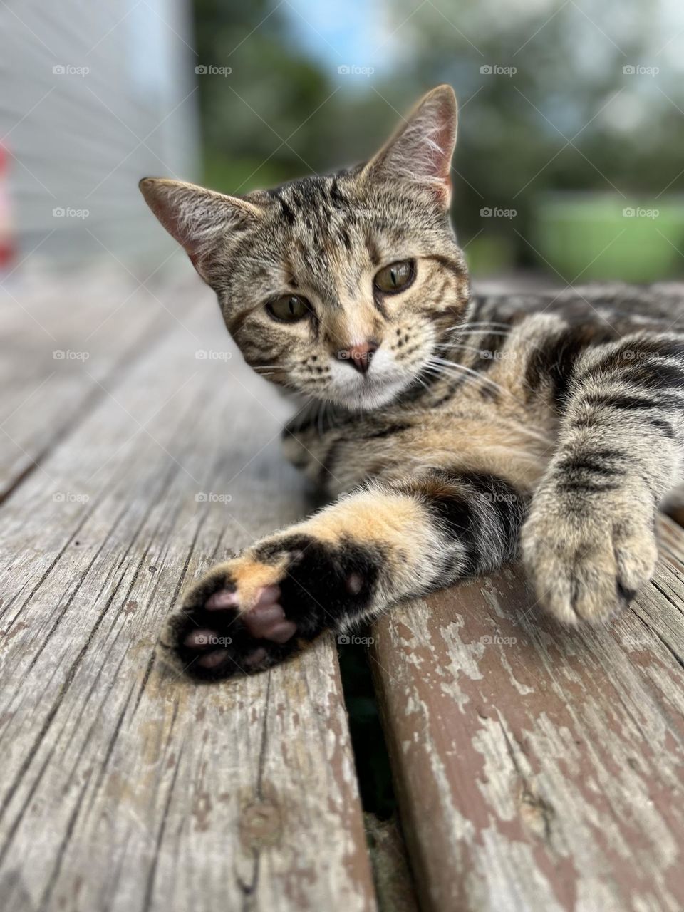 The sweetness of a kitten