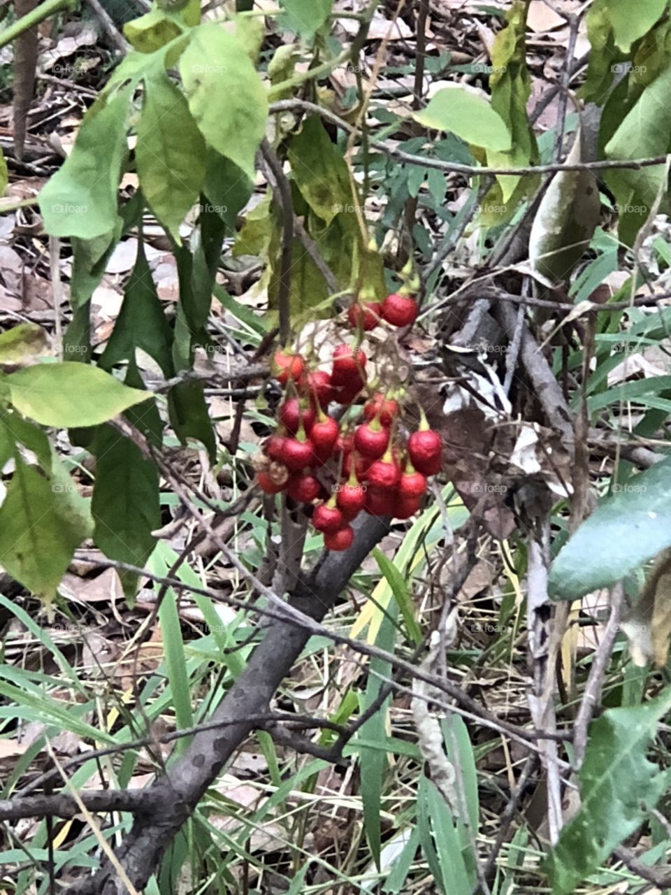 Berries 