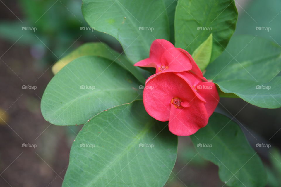 Unique Sri Lankan Flower. Taken July 2010.