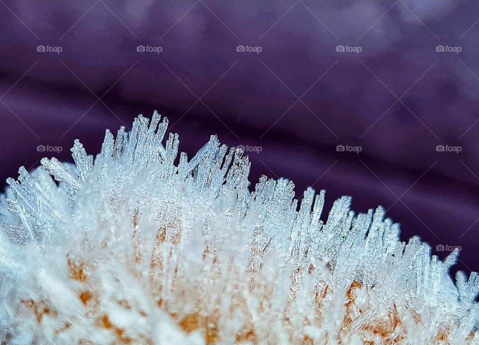 The beauty of frost