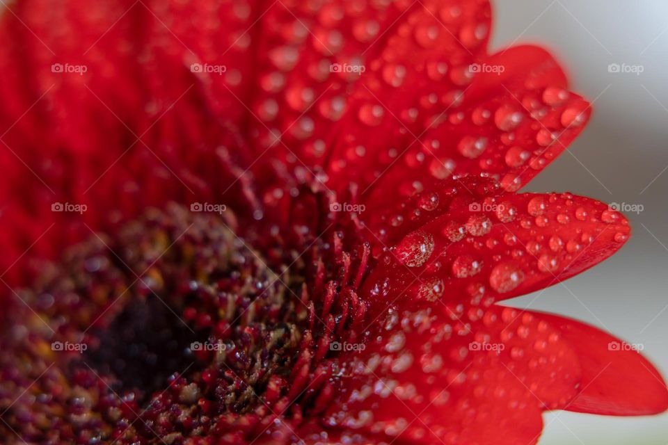 Water drops on red petals