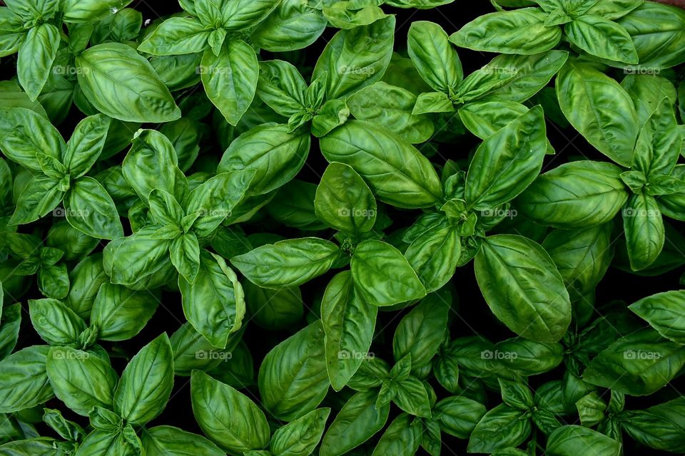 basil plant